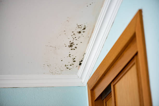 Best Attic Mold Removal  in Midway, GA